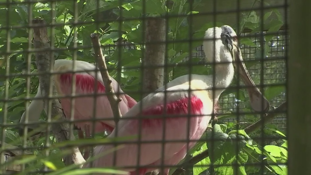 Deadly bird flu outbreak confirmed in Tampa Bay